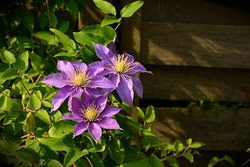 紫のクレマチス